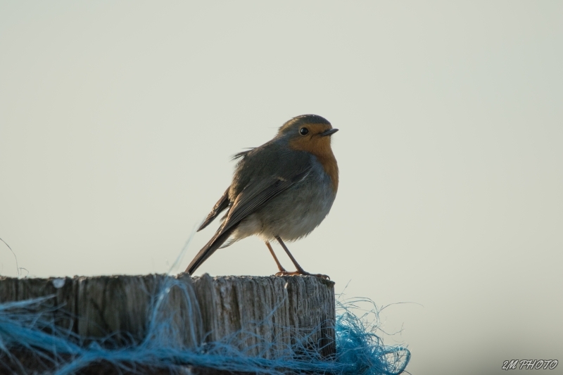 Photo Oiseaux Rouge gorge familier