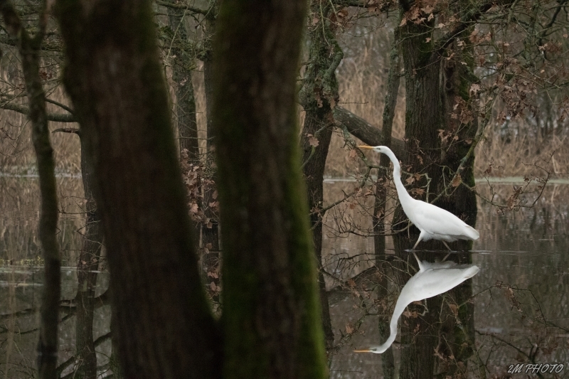 Photo Oiseaux Grande aigrette (Ardea alba)