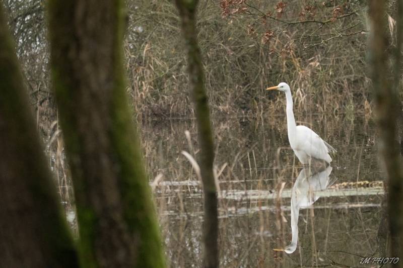 Photo Oiseaux Grande aigrette (Ardea alba)