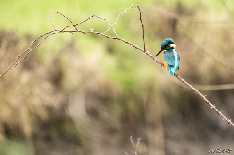 Photo Oiseaux Martin-pêcheur