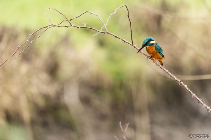 Photo Oiseaux martin pêcheur