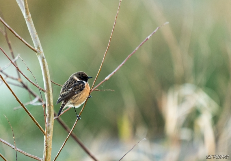 Photo Oiseaux tarier pâtre