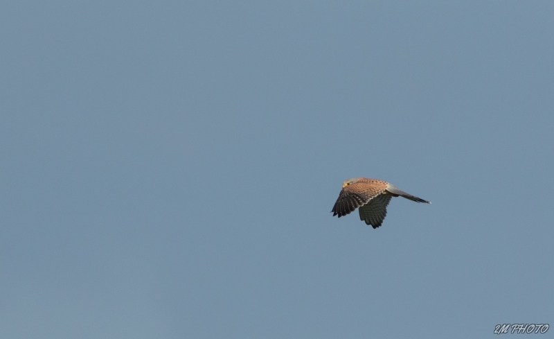 Photo Oiseaux Faucon crécerelle (Falco tinnunculus)