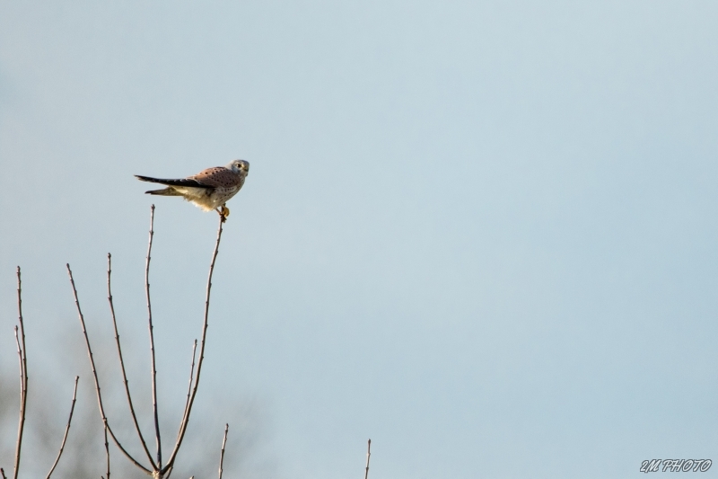 Photo Oiseaux Faucon crécerelle (Falco tinnunculus)