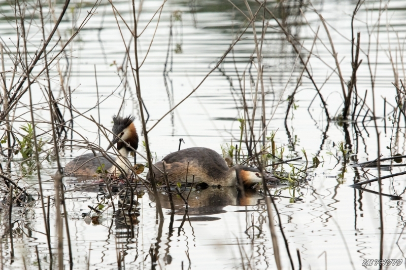 Photo Oiseaux Grèbe huppé