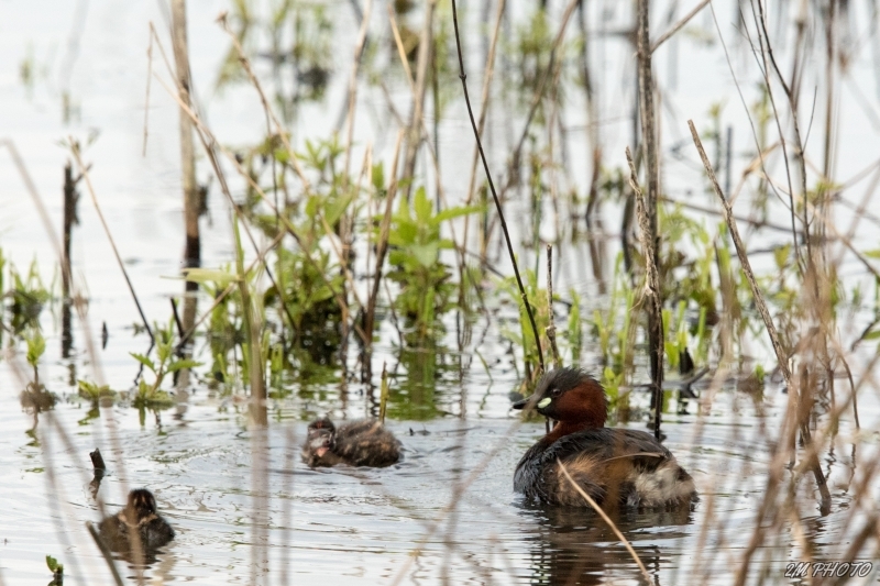 Photo Oiseaux Grèbe castagneux avec ses petits