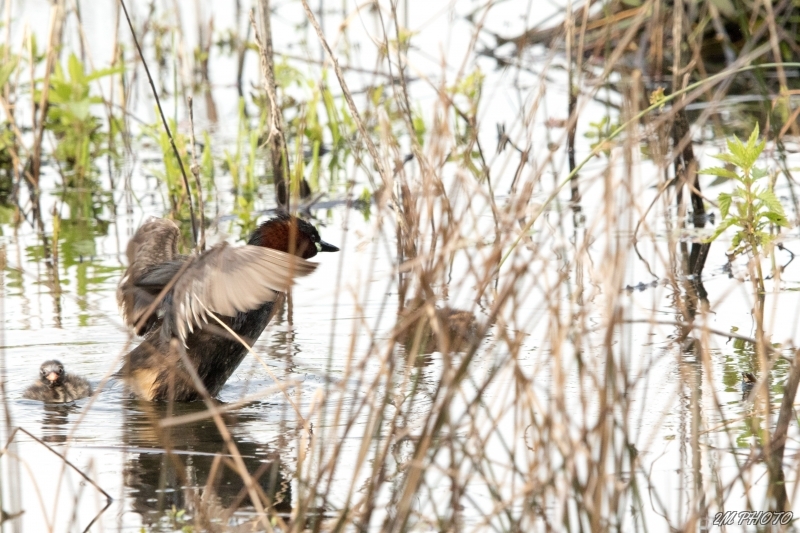 Photo Oiseaux Grèbe castagneux