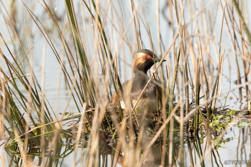 Photo Oiseaux Grèbe à cou noir (Podiceps nigricollis)