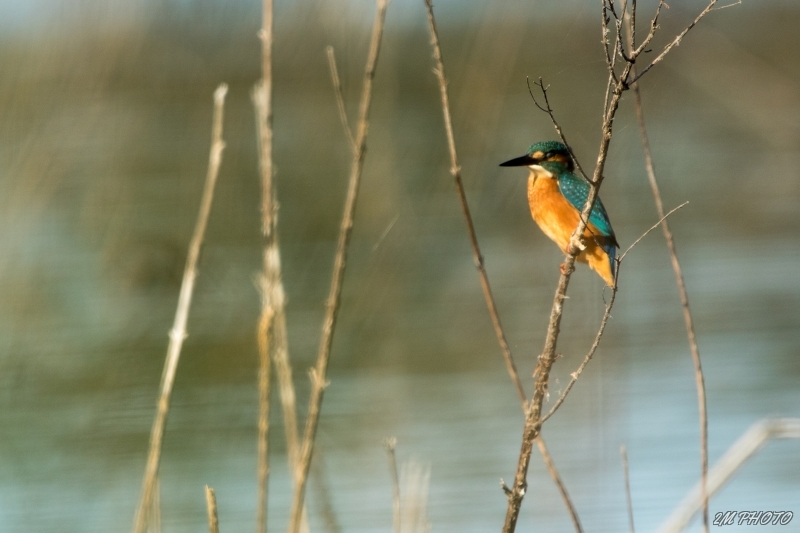 Photo Oiseaux Martin pêcheur d'Europe (Alcedo atthis)