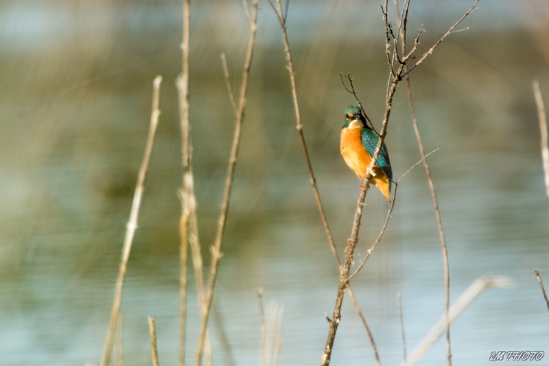 Photo Oiseaux Martin pêcheur d'Europe (Alcedo atthis)