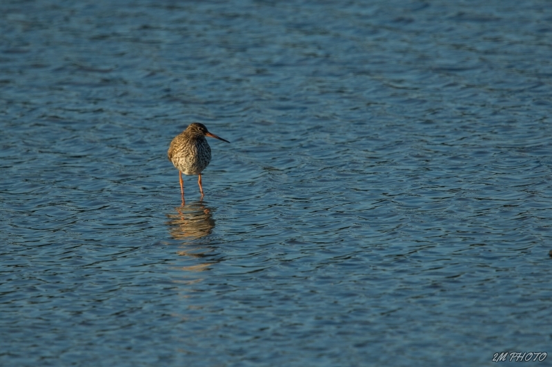 Photo Oiseaux Chevalier gambette (Tringa totanus)