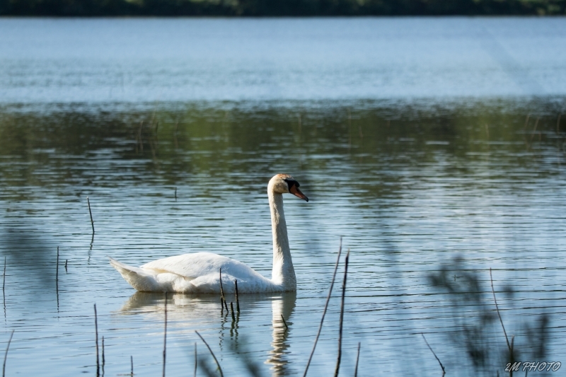 Photo Oiseaux Cygne tuberculé