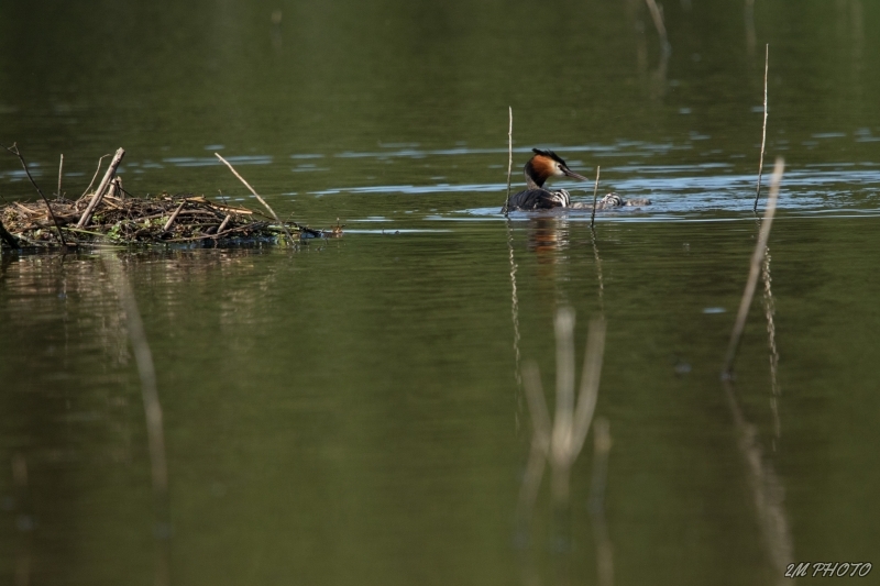 Photo Oiseaux Grèbe huppé et sa progeniture