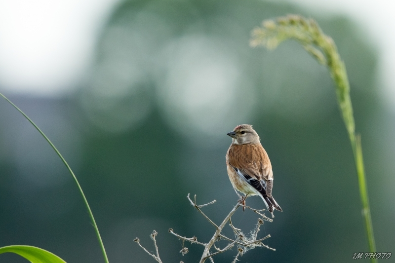 Photo Oiseaux Pinson des arbres (Fringilla coelebs)