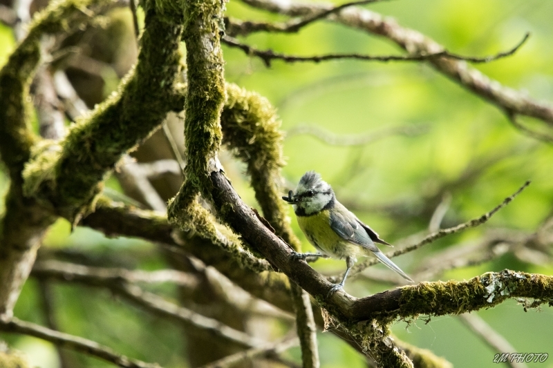 Photo Oiseaux Mésange bleue (Cyanistes caeruleus)