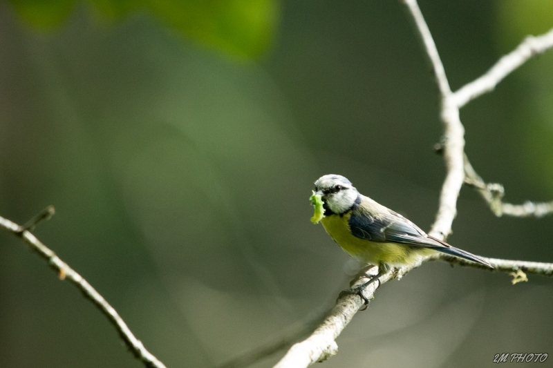 Photo Oiseaux Mésange bleue (Cyanistes caeruleus)