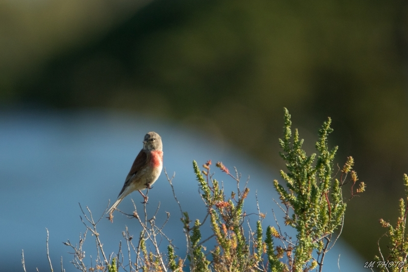 Photo Oiseaux Linotte mélodieuse (Linaria cannabina)