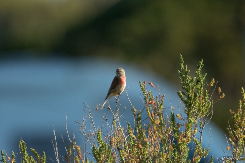 Photo Oiseaux Linotte mélodieuse (Linaria cannabina)