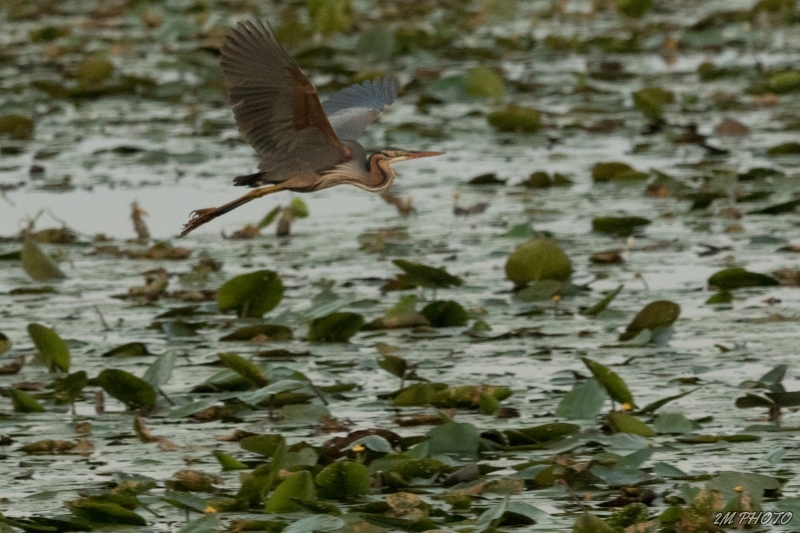 Photo Oiseaux Héron pourpré (Ardea purpurea)