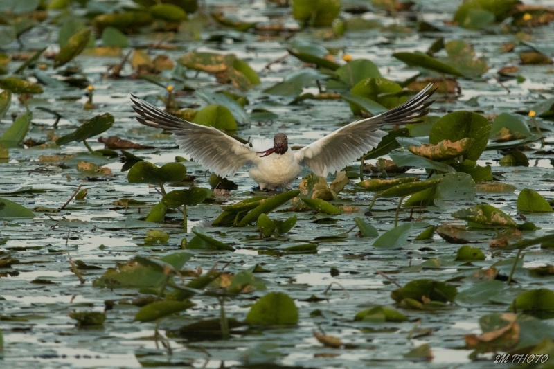 3X4A7000-4.jpg Mouette rieuse (Chroicocephalus ridibundus