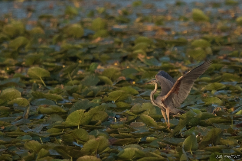 Photo Oiseaux Héron pourpré (Ardea purpurea)