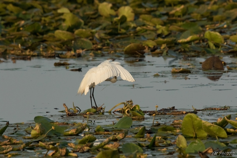 Photo Oiseaux Aigrette garzette (Egretta garzetta)