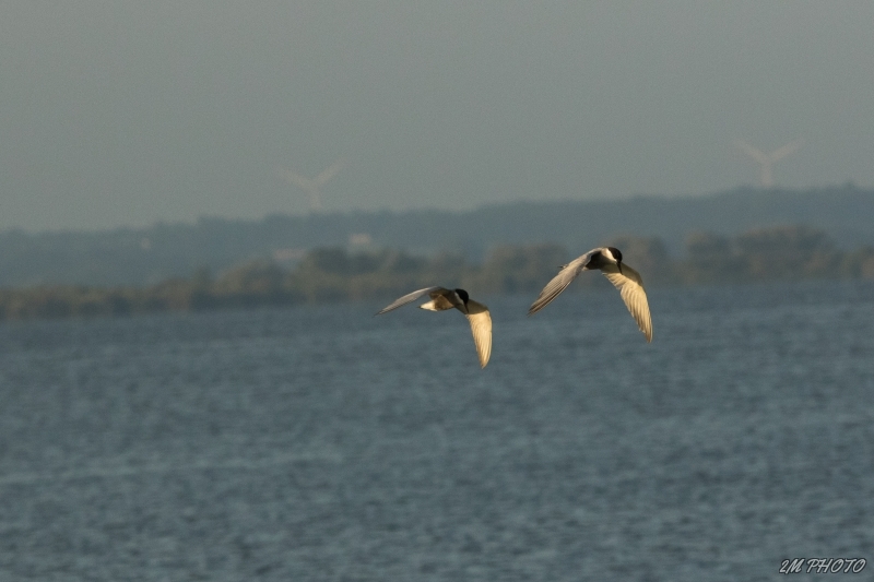 Photo Oiseaux Sterne naine