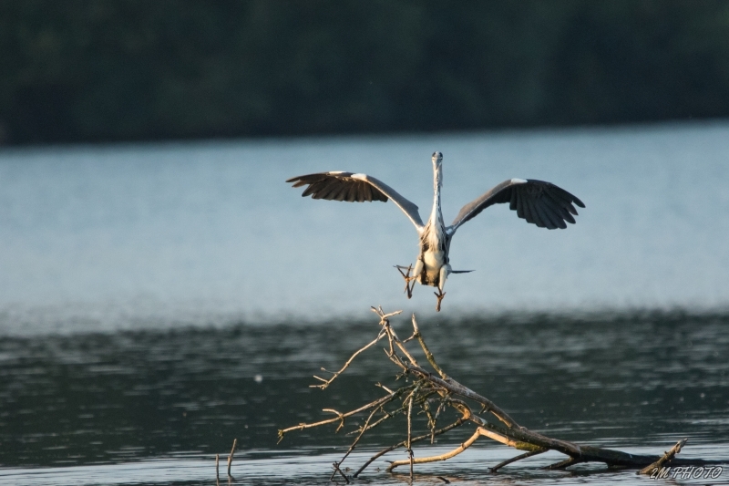 Photo Oiseaux Héron cendré