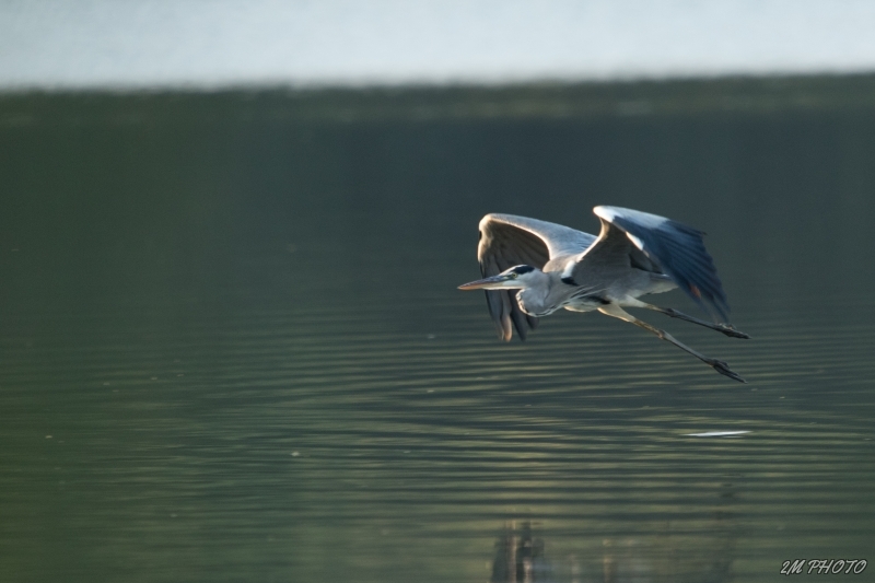 Photo Oiseaux Héron cendré