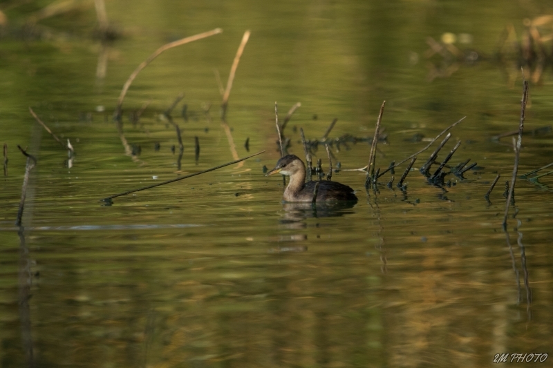 Photo Oiseaux Grèbe castagneux