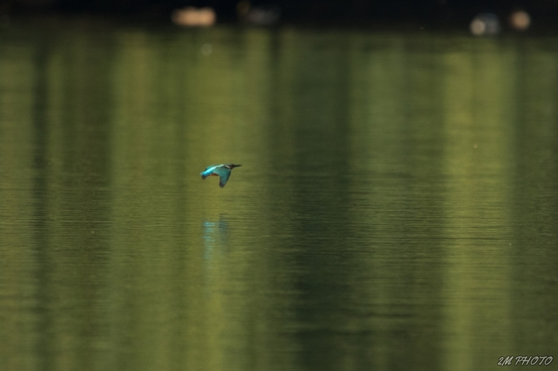 Photo Oiseaux Martin-pêcheur