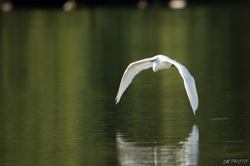 Photo Oiseaux Grande aigrette (Ardea alba)