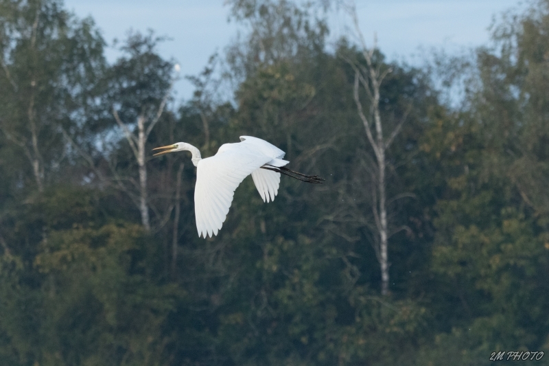 Photo Oiseaux Grande aigrette (Ardea alba)