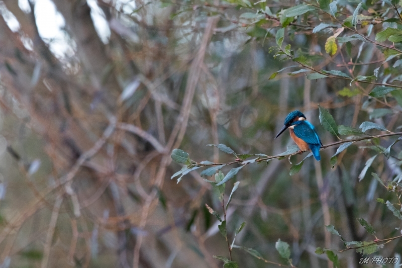 Photo Oiseaux Martin pêcheur d'Europe (Alcedo atthis)