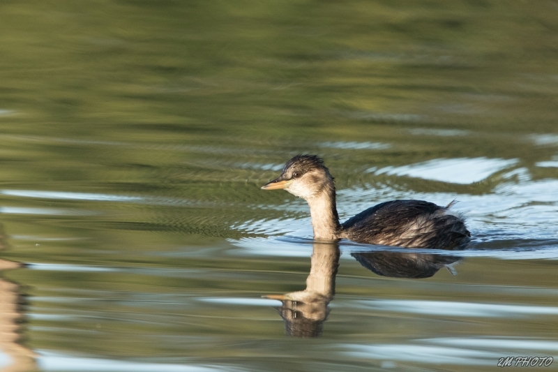 Photo Oiseaux Grèbe castagneux