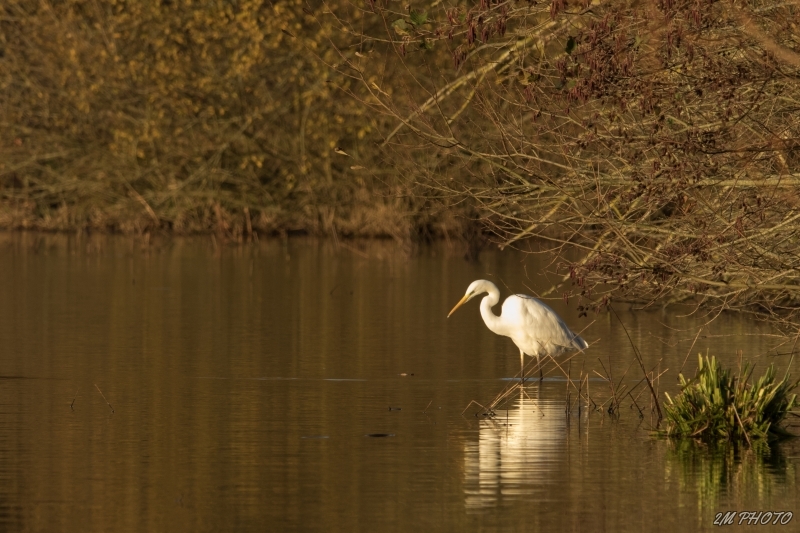 Photo Oiseaux