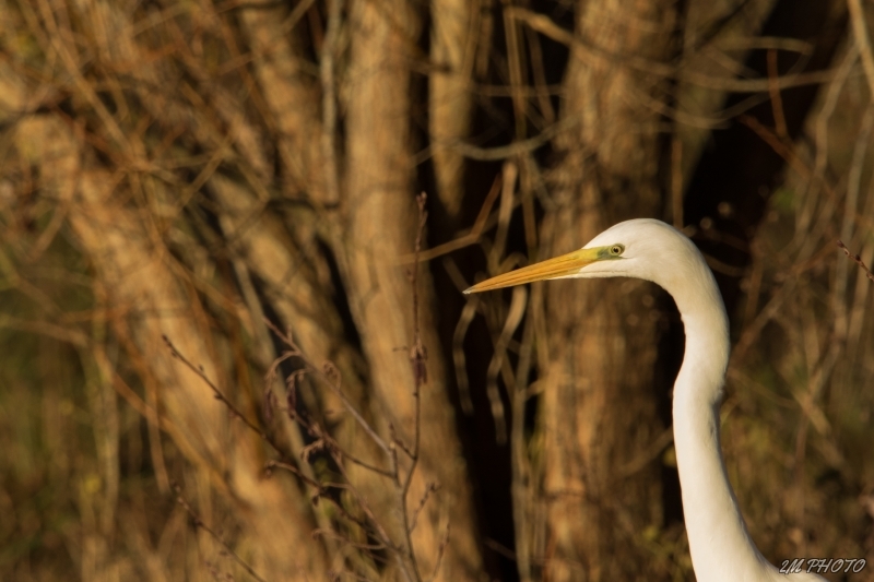 Photo Oiseaux Grande aigrette (Ardea alba)