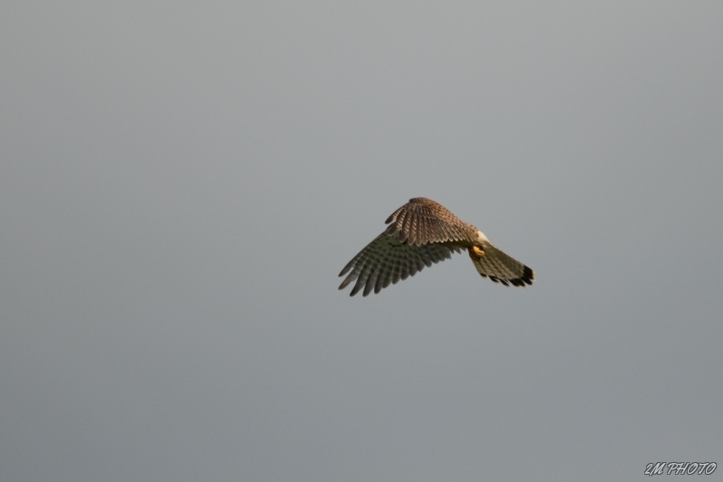 Photo Oiseaux Faucon crécerelle en saint-esprit ( stationnaire )