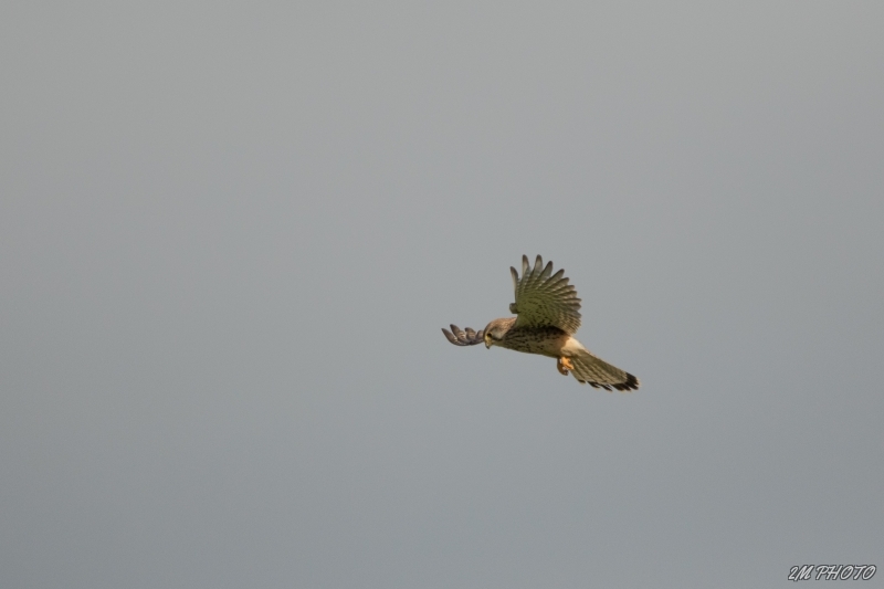 Photo Oiseaux Faucon crécerelle en saint-esprit ( stationnaire )