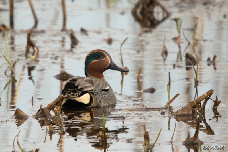 Photo Oiseaux Sarcelle d''hiver mâle