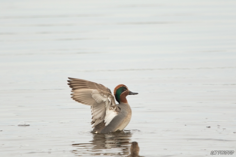 Photo Oiseaux Sarcelle d''hiver mâle