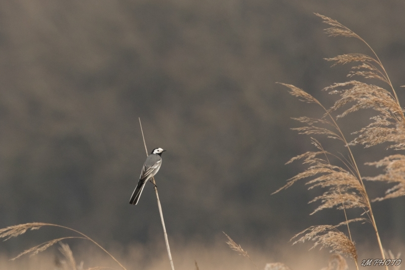 Photo Oiseaux Bergeronnette grise