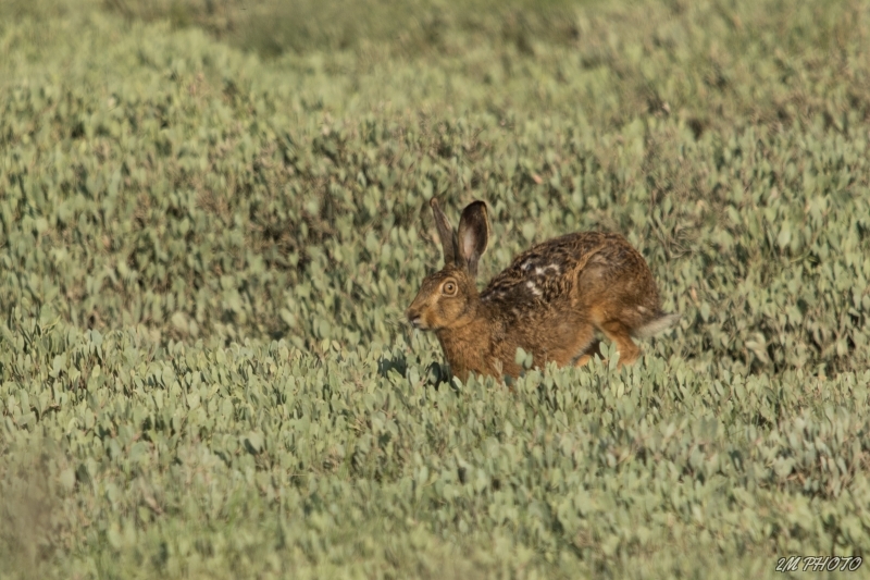 Photo Mammifères Lièvre brun (Lepus europaeus)