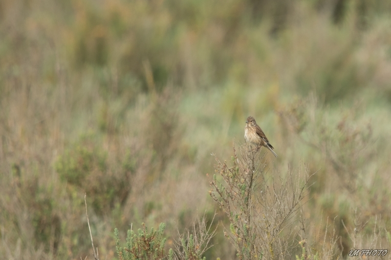 Photo Oiseaux