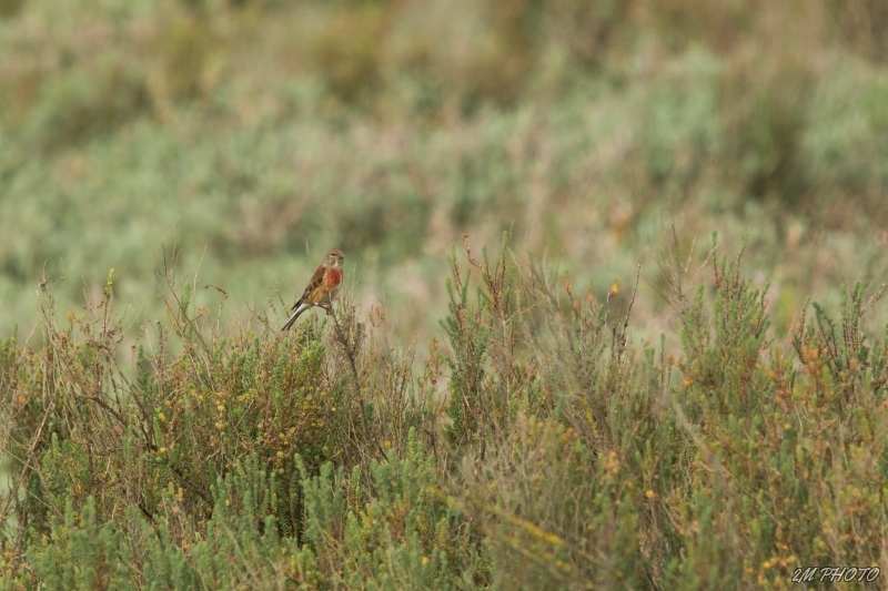 Photo Oiseaux Linotte mélodieuse (Linaria cannabina)