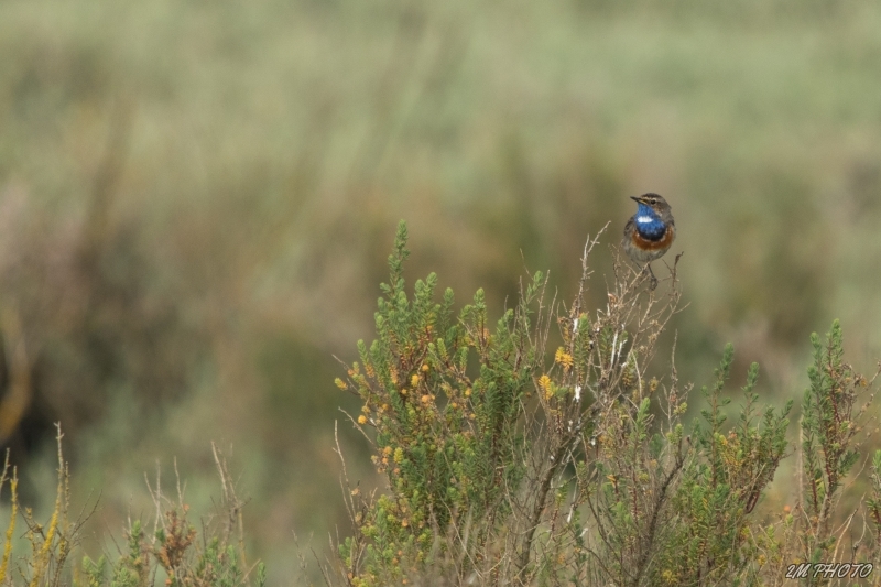 Photo Oiseaux Gorgebleue à miroir (Luscinia svecica)