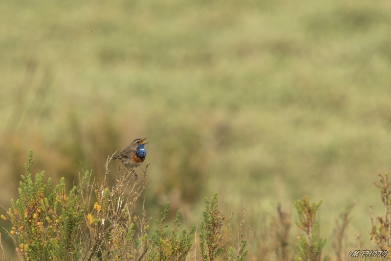 Photo Oiseaux Gorgebleue à miroir (Luscinia svecica)