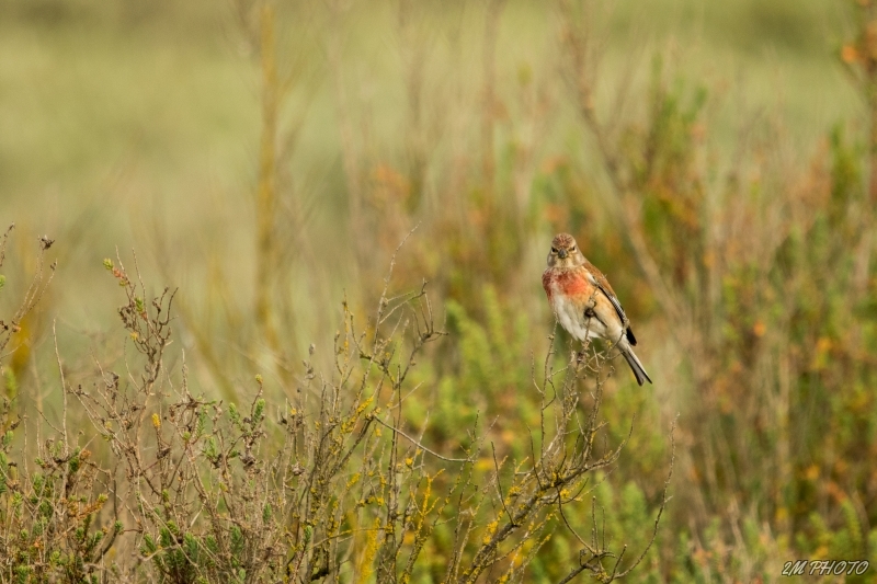 Photo Oiseaux Linotte mélodieuse (Linaria cannabina)