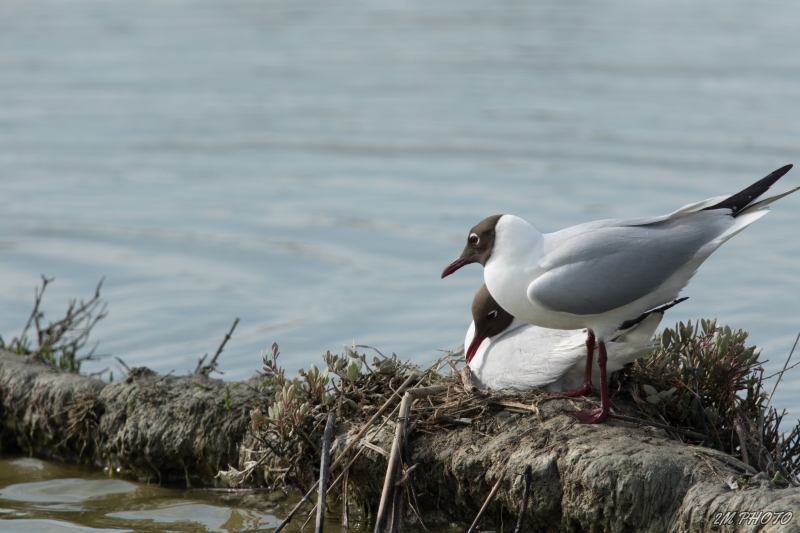 Photo Oiseaux