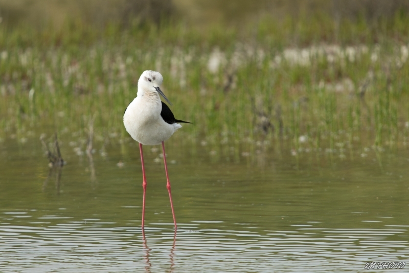 Photo Oiseaux Echasse Blanche (Himantopus himantopus)